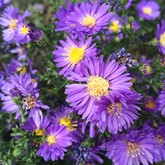 Wood's Blue Aster